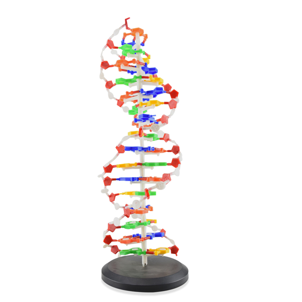 MODELO MOL. ADN 12X12X46CM - MODELOS MOLECULARES