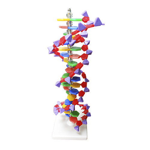 MODELO MOL. ADN 12X12X40CM - MODELOS MOLECULARES