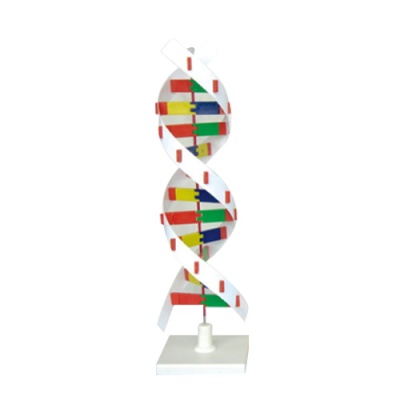 MODELO MOLECULAR ADN - MODELOS MOLECULARES